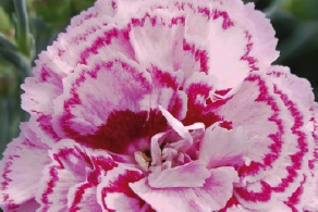 Œillet 'Moulin Rouge' - Dianthus plumarius 'Moulin Rouge' - Le