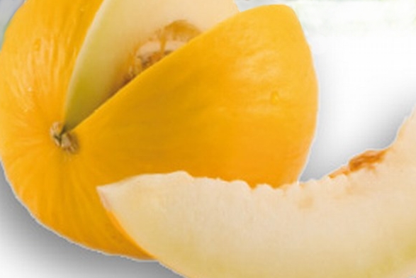 Melon jaune Canari - Vivaplante